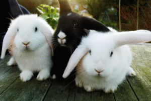 9 Things to Know Before Getting a Pet Rabbit