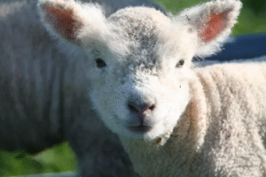 9 Wooly Facts About Darling Babydoll Sheep